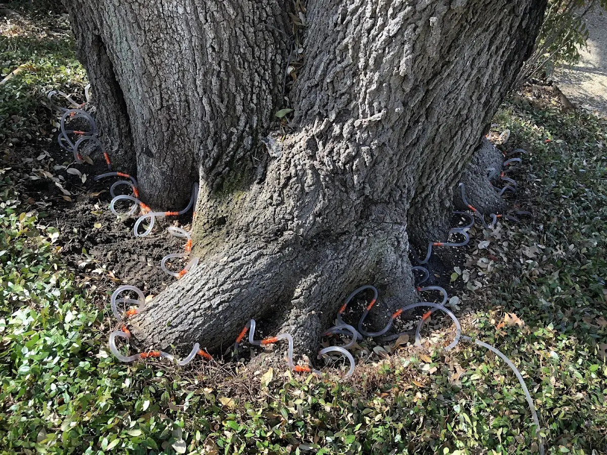 Detailed Tree Cabling and Bracing job site in Landisburg