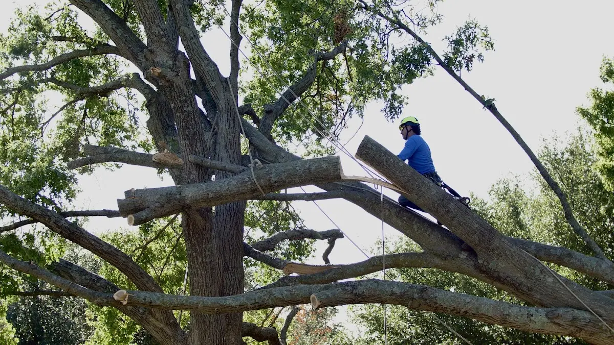 Professional Crown Thinning performed by certified arborists in Landisburg