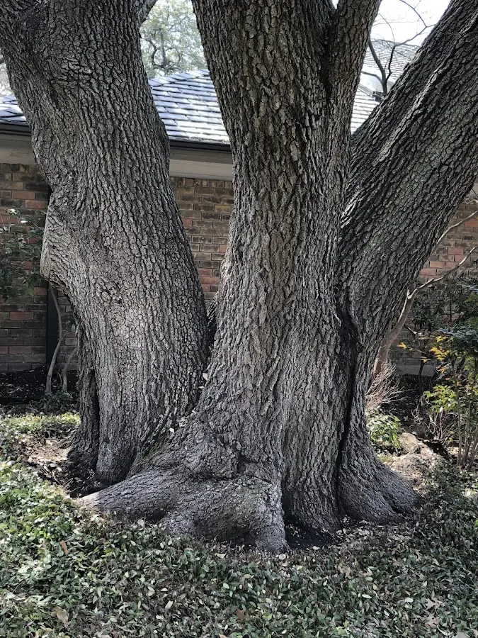 Mature heritage tree close to a Landisburg property cared for by certified arborists